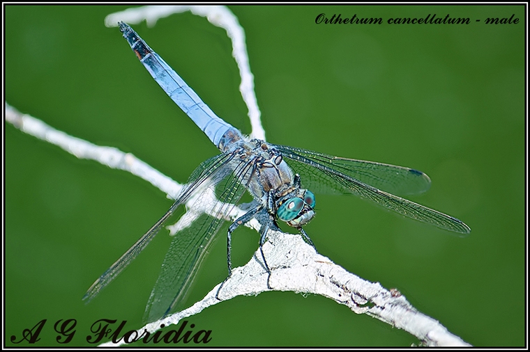 O. cancellatum